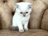 Blue Point Scottish Fold Yavrumuz