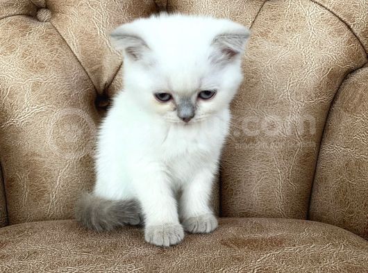 Blue Point Scottish Fold Yavrumuz görsel