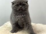 Blue Scottish Fold Dişi Yavrumuz