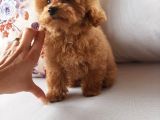 Macar Dişi Teacup Poodle