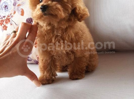 Macar Dişi Teacup Poodle görsel