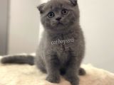 Scottish Fold Blue Dişi Yavrumuz