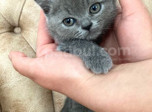 Muhteşem Dişi British Shorthair Yavrumuz