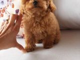 Macar Dişi Teacup Poodle