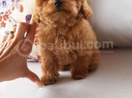 Macar Dişi Teacup Poodle