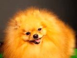 Yetişkin Teddey Bear Pomeranian Boo