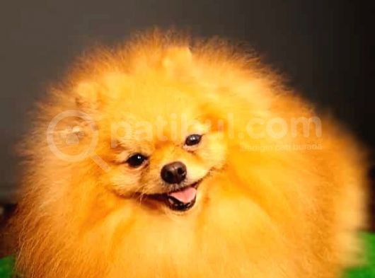 Yetişkin Teddey Bear Pomeranian Boo görsel
