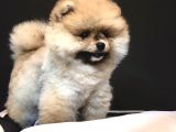 Teddey Bear Pomeranian Yavru