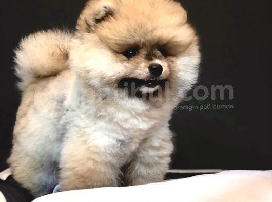 Teddey Bear Pomeranian Yavru görsel