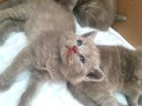 Sevimli Yavru British Shorthair Kediler