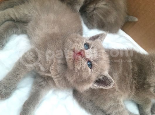 Sevimli Yavru British Shorthair Kediler görsel