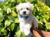 Tatlı Maltese Terrier