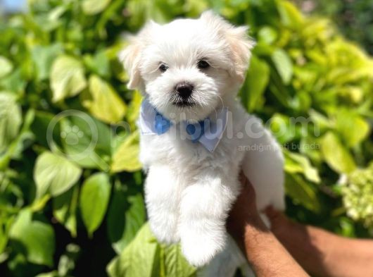 Tatlı Maltese Terrier görsel