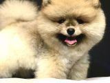 Teddey Bear Pomeranian Yavru