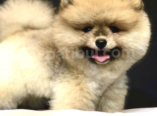 Teddey Bear Pomeranian Yavru