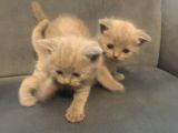 Sevimli Yavru British Shorthair Kediler