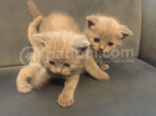 Sevimli Yavru British Shorthair Kediler görsel