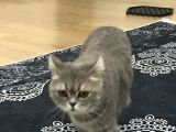 British Shorthair Silver Tabby 1 Yaşında Dişi Kısırlaştırılmış