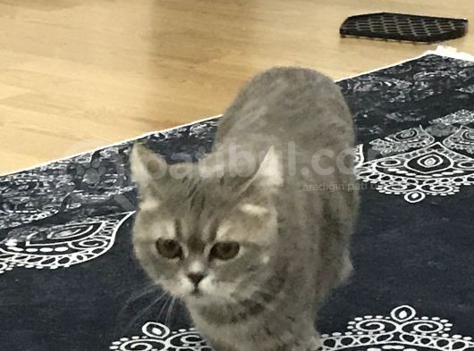 British Shorthair Silver Tabby 1 Yaşında Dişi Kısırlaştırılmış görsel