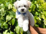 Tatlı Maltese Terrier