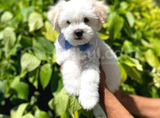 Tatlı Maltese Terrier görsel