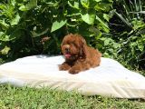 Poodle Toy Red Brown