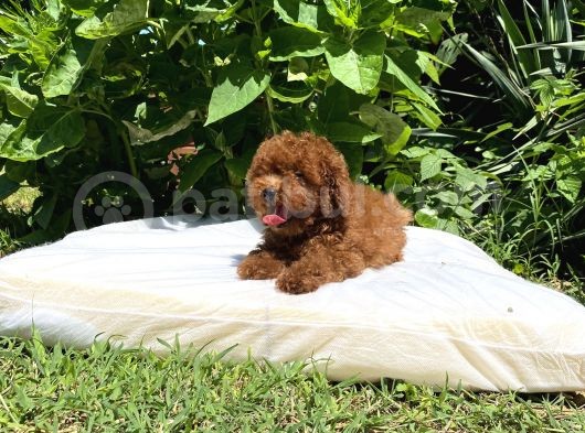 Poodle Toy Red Brown