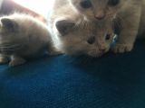 Sevimli Yavru British Shorthair Kediler