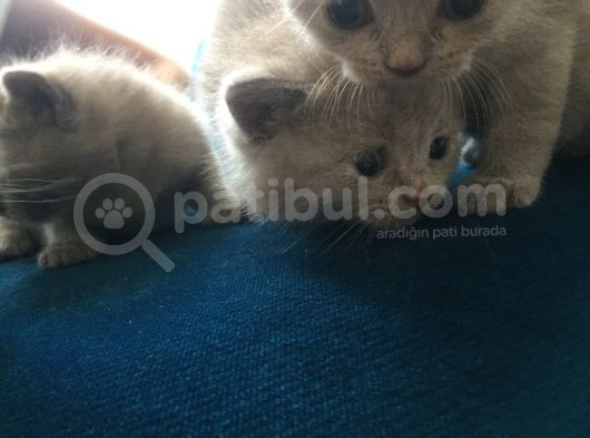 Sevimli Yavru British Shorthair Kediler görsel