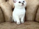 Blue Point Scottish Fold Yavrumuz