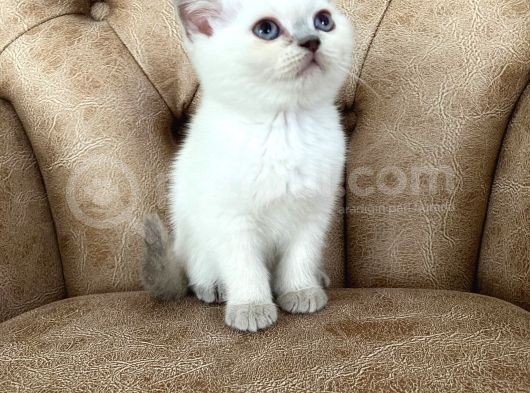 Blue Point Scottish Fold Yavrumuz görsel