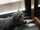 British Shorthair Silver Tabby 1 Yaşında Dişi Kısırlaştırılmış