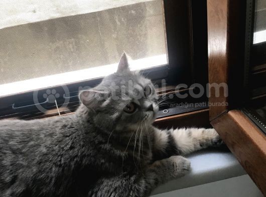 British Shorthair Silver Tabby 1 Yaşında Dişi Kısırlaştırılmış