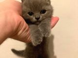 Muhteşem Dişi British Shorthair Yavrumuz
