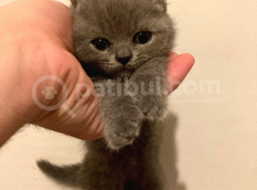 Muhteşem Dişi British Shorthair Yavrumuz görsel