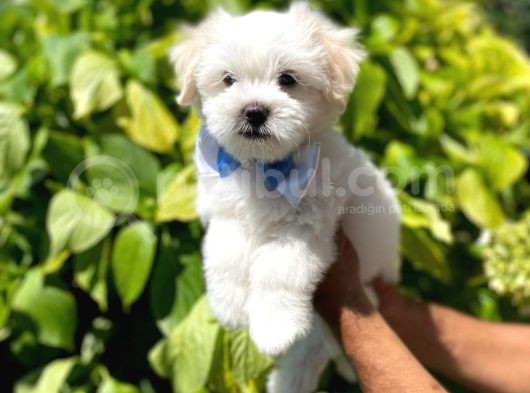 Tatlı Maltese Terrier görsel