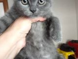 1 Aylık British Shorthair