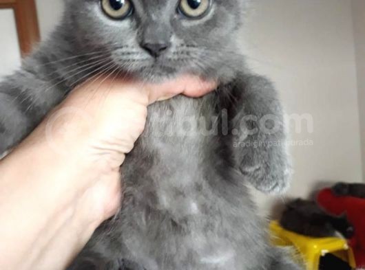 1 Aylık British Shorthair görsel