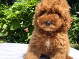Show Class Red Brown Toy Yavrular