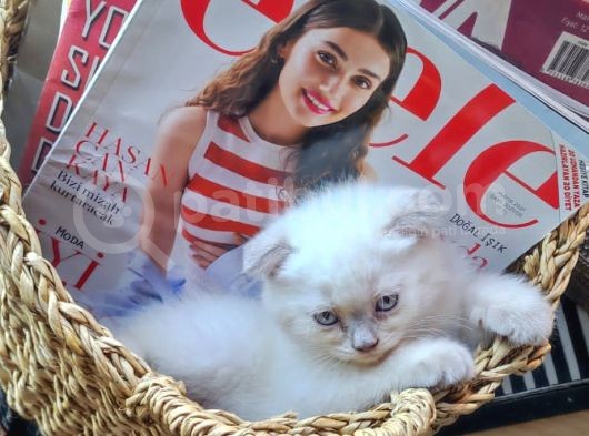2 Aylık Blue Point Ve Gri Scottish Fold Yavruları görsel