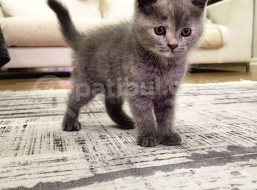 50 Günlük Yavru Kedi görsel