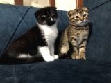 Nadir Black Ve Tabby Scottish Fold Yavru