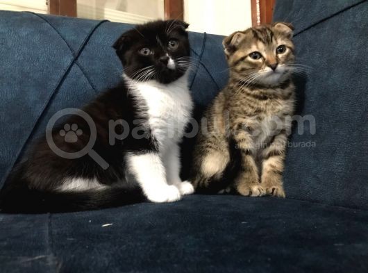 Nadir Black Ve Tabby Scottish Fold Yavru görsel