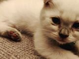 2 Aylık Blue Point Ve Gri Scottish Fold Yavruları