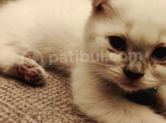 2 Aylık Blue Point Ve Gri Scottish Fold Yavruları görsel