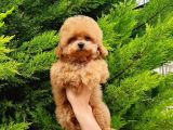 Macar Dişi Teacup Poodle