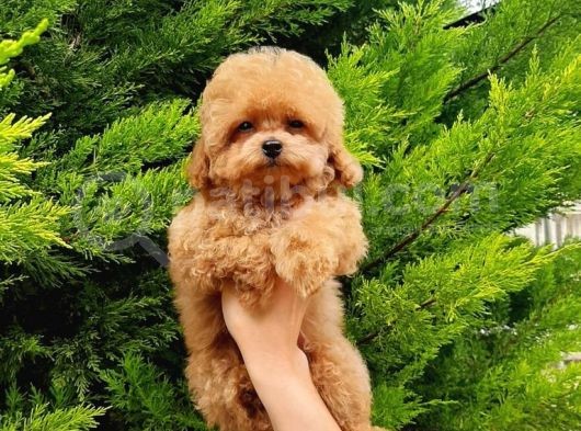 Macar Dişi Teacup Poodle görsel