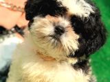 2.5 Aylık Erkek Maltipoo Yavrumuz
