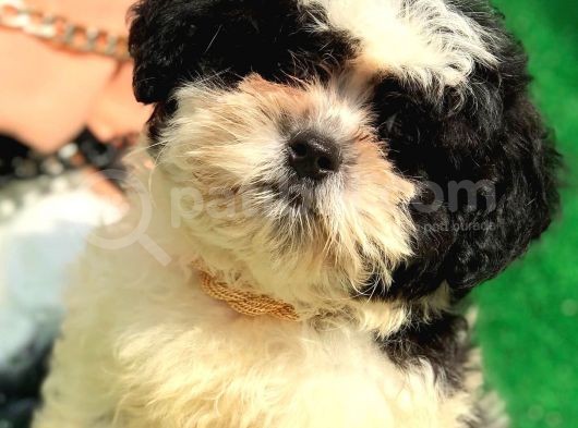 2.5 Aylık Erkek Maltipoo Yavrumuz görsel