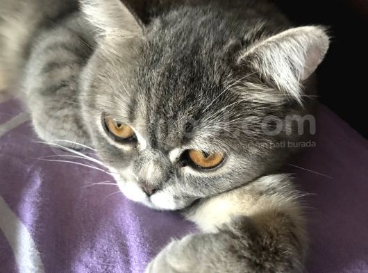 British Shorthair Silver Tabby 1 Yaşında Dişi Kısırlaştırılmış görsel